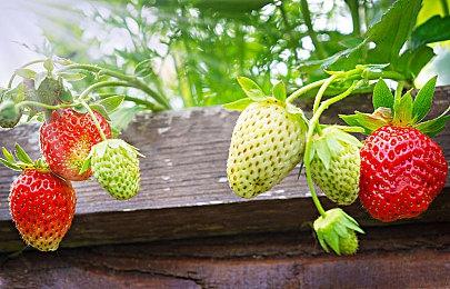 纵向卷轴枪战游戏《食魂徒：群魔乱舞》Steam页面上线 暂不支持中文